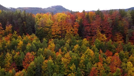 beautiful-autumn-forest-in-the-mountains-calm-aerial-birds-view