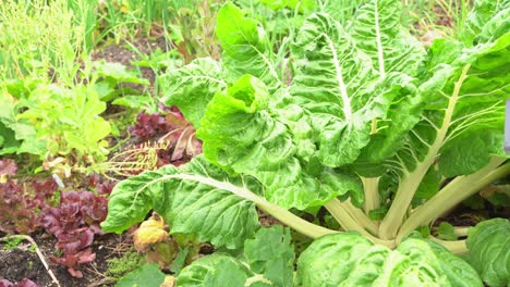 Viento-Que-Sopla-Enormes-Hojas-De-Repollo-Parche-Verde-Variedad-Arrugada-Verdura-Crucífera