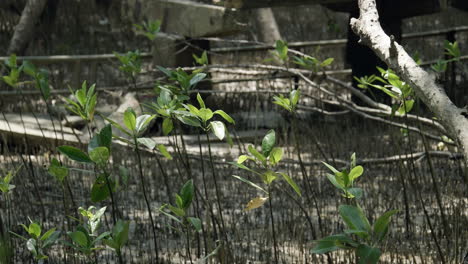 Mangrove-seedlings-leaves-are-swaying-with-the-leaves-in-the-forest-undergrowth-located-in-Bangphu-Recreation-Area-in-Samut-Prakan,-in-Thailand