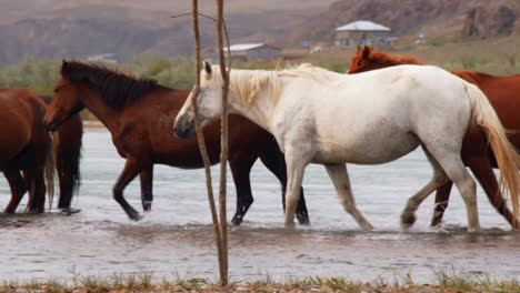 El-Espíritu-Indómito-De-Los-Caballos-Salvajes,-Ganado-Domesticado,-Que-Deambulan-Libremente-En-El-Calor-Del-Verano