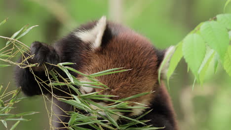 Nahaufnahme-Des-Gesichts-Eines-Süßen-Roten-Pandas,-Der-In-Zeitlupe-Bambusblätter-Frisst