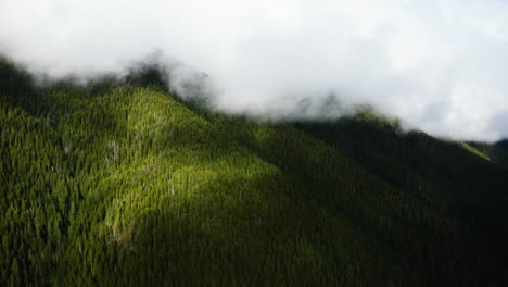 Nubes-Blancas-Sobre-Un-Frondoso-Bosque-Con-Pinos-Verdes-En-La-Península-Olímpica,-Estado-De-Washington,-EE.UU.