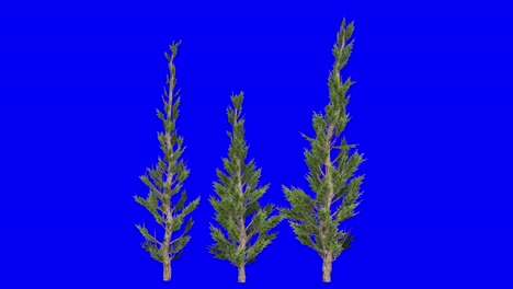 3D-hollywood-juniper-tree-cluster-with-wind-effect-on-blue-screen-3D-animation
