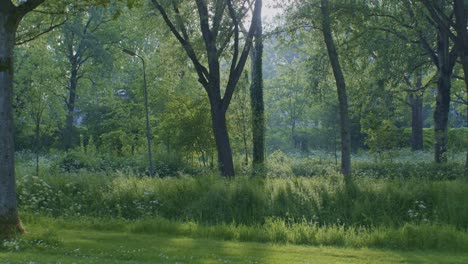 Eine-Wunderschöne-Filmische-Landschaft-Mit-Blick-Auf-Den-Naturwald,-Den-Holzpark-Und-Das-Grüne-Gras-Mit-Pflanzen-Bei-Tageslicht-Und-Sonnenlicht