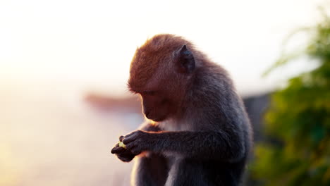 Golden-hour-sunrise-illuminating-small-monkey-eating,-Bali,-Indonesia