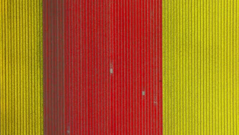 Deep-red-and-yellow-green-flower-bulb-rows-planted-perfectly-in-field,-aerial-top-down