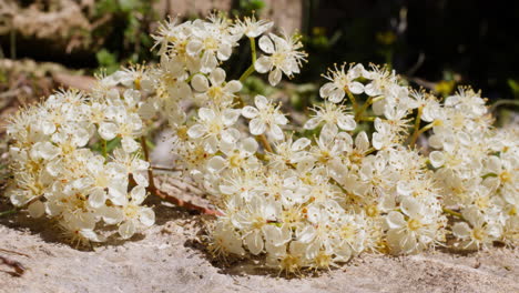 Formica-ant-crawls-across-ground-arriving-at-bundle-of-white-yellow-flowers