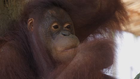 Un-Orangután-Pensativo-Masticando-Fruta