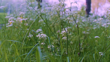 a-closeup-view-scenery-in-the-grass-plants-and-flowers-with-green-colors