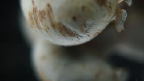 Makro-Detailvideo-Eines-Haufens-Pilze,-Rohe-Champignons,-Spiegelung-Weißer-Kappen,-Auf-Einem-Rotierenden-Ständer,-Sanfte-Bewegung,-Zeitlupe-120 fps