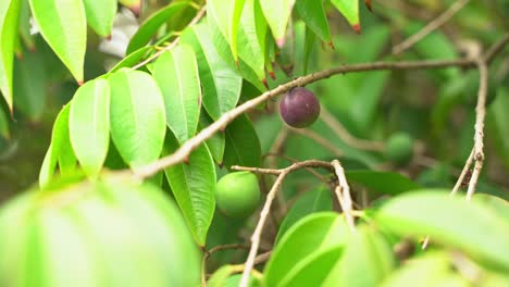 Nice-beautiful-shot-of-young-purple-and-green-figs-not-yet-ready-for-harvest