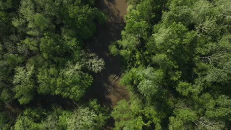 Der-Wolf-River-Fließt-Durch-Dichtes-Grün-In-Collierville,-Tennessee,-Luftaufnahme
