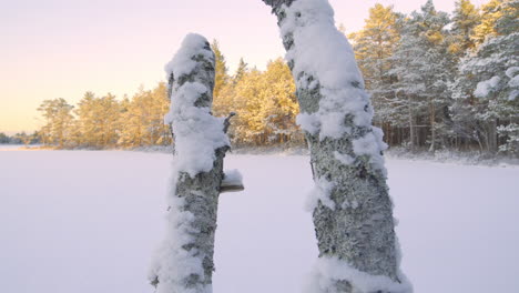 Bosque-Cubierto-De-Nieve-Fresca,-Corteza-De-árbol-En-Primer-Plano,-Majestuosa-Puesta-De-Sol-En-Estonia