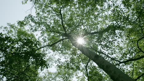 Sunlight-falling-on-tree-leaves-at-a-conservation-site