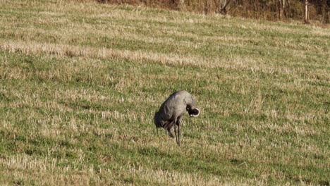 Common-Crane-Grooming-In-Rural-Field---Wide-Shot