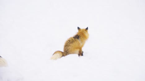 Black-fox-in-the-snow-walking-past-red-fox-in-the-snow