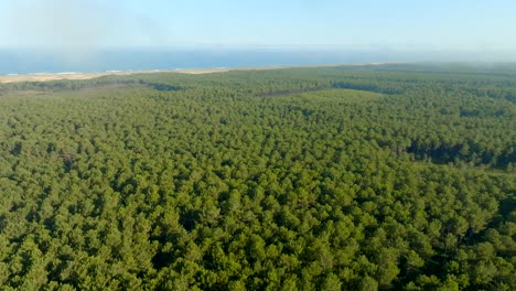 Pine-trees-forest-along-the-ocean-filmed-with-a-drone-going-forward