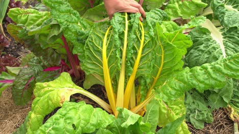 Swiss-chard-great-shot-of-hands-touching-leaves-in-botanical-garden-vitamin-K-healthy-leafy-green