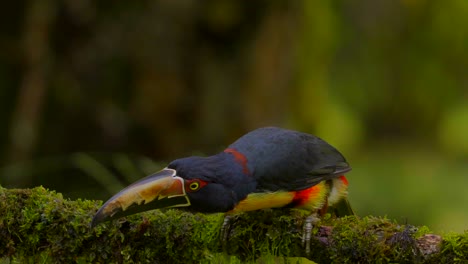 Toucan-happily-dances-because-he-can't-decide-whether-to-eat-or-not