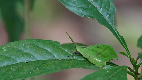 Camera-zooms-out-while-swaying-left-and-right-as-it-feeds-on-the-leaf,-Systella-rafflesii-Leaf-Grasshopper,-Thailand