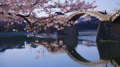 Kirschblüten-Hängen-über-Der-Kintaikyo-Brücke-In-Iwakuni,-Japan