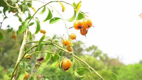 Gran-Foto-De-ángulo-Bajo-De-Grosella-Espinosa-De-Barbados-Colgando-De-Una-Vid-Madura-Y-Lista-Para-La-Cosecha-En-El-Jardín-Botánico-De-Frutas-Tropicales