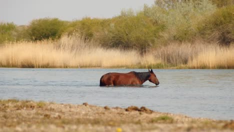 Belleza-Cinematográfica-De-Caballos-Que-Caminan-Libremente,-Corren-Y-Beben-Junto-Al-Río,-Mientras-Nadan