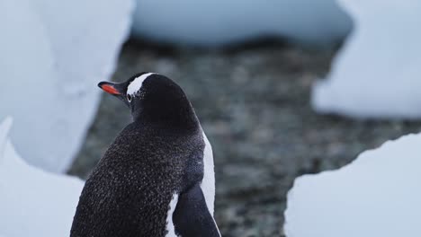 Penguin-Walking-on-Antarctica-Beach-with-Ice-and-Icebergs-while-Snowing-in-Antarctica,-Gentoo-Penguins-on-Wildlife-and-Animals-Trip-in-Antarctic-Peninsula,-Beautiful-Cute-Bird-in-Conservation-Area