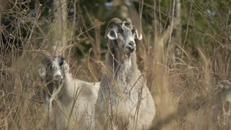 Long-haired-cashmere-goats-or-sheep-behind-dry-bushes