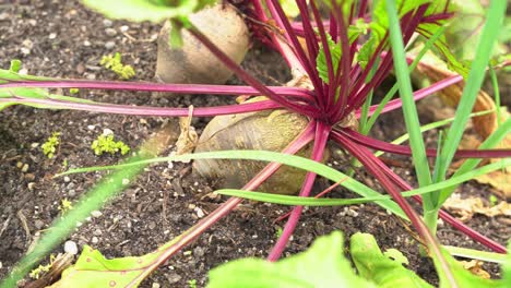 Great-shot-of-beets-in-a-farm-field-ready-to-harvest-with-nice-green-red-healthy-stems