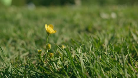 Einsame-Gelbe-Wildblumen-Stehen-Inmitten-Von-Grünem-Gras,-Ein-Leuchtfeuer-Der-Einfachheit-Der-Natur