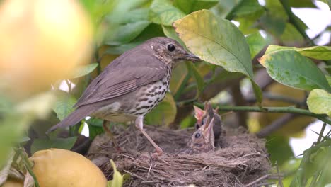 Echte-Drossel-Vogel-Im-Nest-Füttern-Babys-Küken