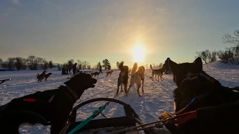 Hundeschlittenvorbereitung-In-Tromsø,-Norwegen-Im-Winter-Am-Morgen