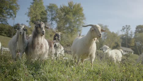 Schwenkaufnahme-Von-Langhaarigen-Kaschmirschafen,-Die-Auf-Dem-Grasland-In-Den-Hügeln-Stehen