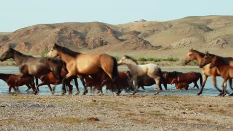 El-Espíritu-Indómito-De-Los-Caballos-Salvajes,-Ganado-Domesticado,-Que-Deambulan-Libremente-En-El-Calor-Del-Verano