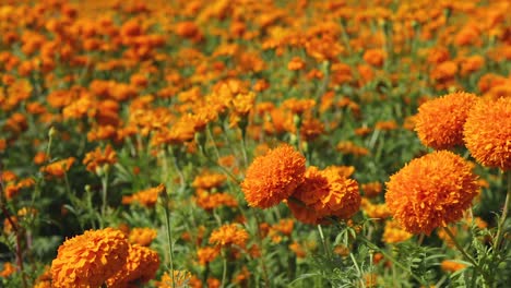 Panoramic-footage-of-a-colorful-marigold-flower-field-landscape