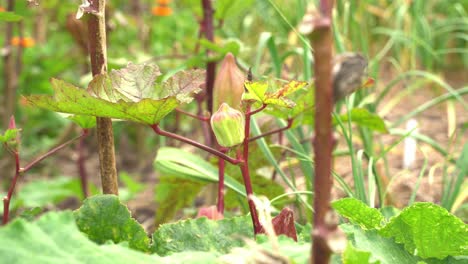 Nice-depth-of-field-shot-of-Okra-vegetable-plant-produce-vegan-crop-for-cooking-and-health-benefits