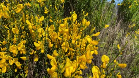 Vemos-En-Primer-Plano-La-Planta-Cytisus-Scoparius,-También-Llamada-Comúnmente-Retama-Amarilla,-La-Vemos-En-Flor-Con-Un-Color-Llamativo-Y-Sus-Finos-Tallos-Verdes-Crean-Un-Suave-Movimiento-En-El-Aire