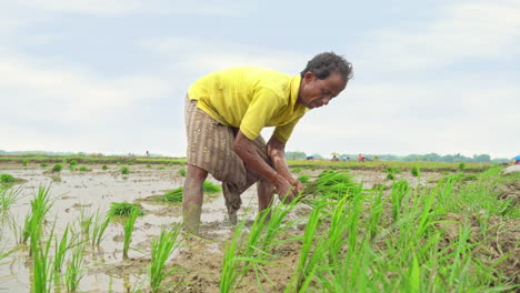 An-Asian-old-aged-farmer-transplanting-rice-sprouts-in-plowed-field-in-the-open-sky
