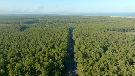 A-straight-road-between-Pine-trees-leading-to-the-ocean-filmed-with-a-drone,-Les-Landes