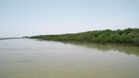 Mangrove-forest-on-the-beach-in-Thailand