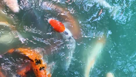 Vertical-footage-of-beautiful-Koi-or-Fancy-carp-in-the-pond-with-natural-sunlight,-view-from-above