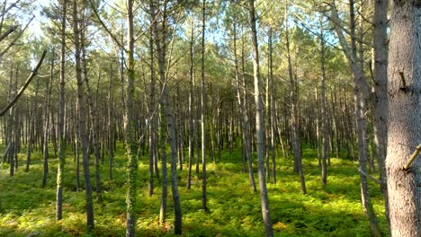 Pine-forest-filmed-with-a-drone-flying-forward-between-the-trunks,-Landes-France
