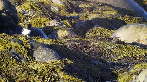 Austernfischer-Auf-Mit-Seegras-Bedeckten-Felsen-Inspizieren-Die-Umgebung