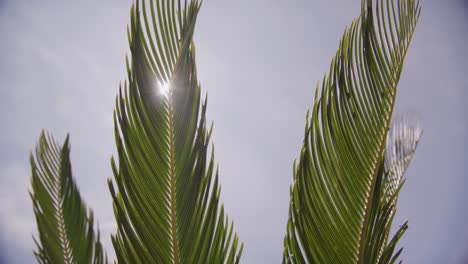 Sunlight-peeking-through-lush-green-palm-leaves-against-a-clear-sky,-low-angle-shot