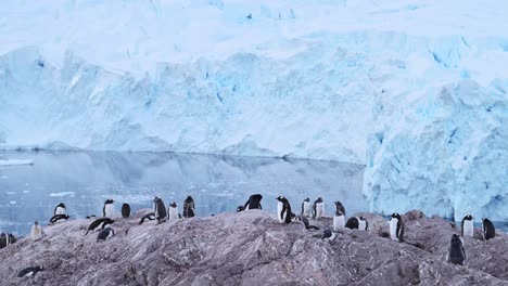 Pinguinkolonie-Und-Gletscher-In-Der-Antarktis-In-Der-Winterlandschaft-Der-Antarktis,-Eselspinguine-Auf-Einer-Tier--Und-Wildtierreise-Zur-Antarktis-Halbinsel-Mit-Wunderschöner-Landschaft-Der-Antarktis