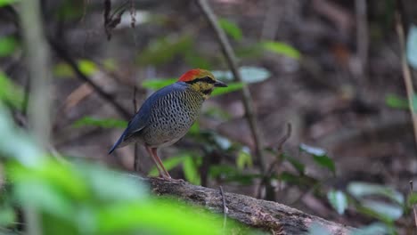 Facing-to-the-right-while-the-camera-zooms-in-as-it-moves-its-head-up,-Blue-Pitta-Hydrornis-cyaneus,-Thailand