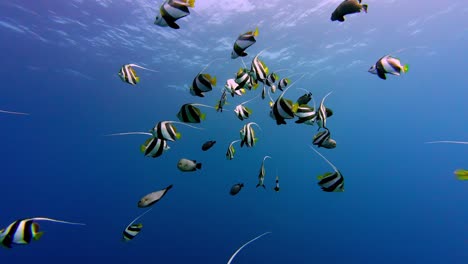 Escuela-De-Peces-ídolos-Moros-Nadando-En-El-Mar-Azul-En-Dahab,-Egipto