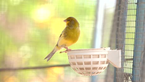 Chirping-Atlantic-canary-bird-sing,-singing,-Serinus-canaria-,-canaries,-island-canary,-canary,-or-common-canaries-birds-perched-on-an-electric-wire