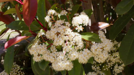 Mittlere-Statische-Übersicht-über-Blumenbündel-Mit-Kleinen-Ameisen,-Die-Herumkrabbeln,-Um-Nektar-Zu-Essen